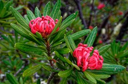 Waratah