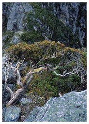 Wind_pruned_vegetation